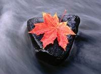 pic for maple leaf  1920x1408